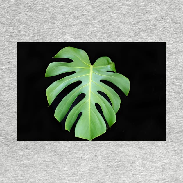 Bright green monstera leaf on black background closeup by brians101